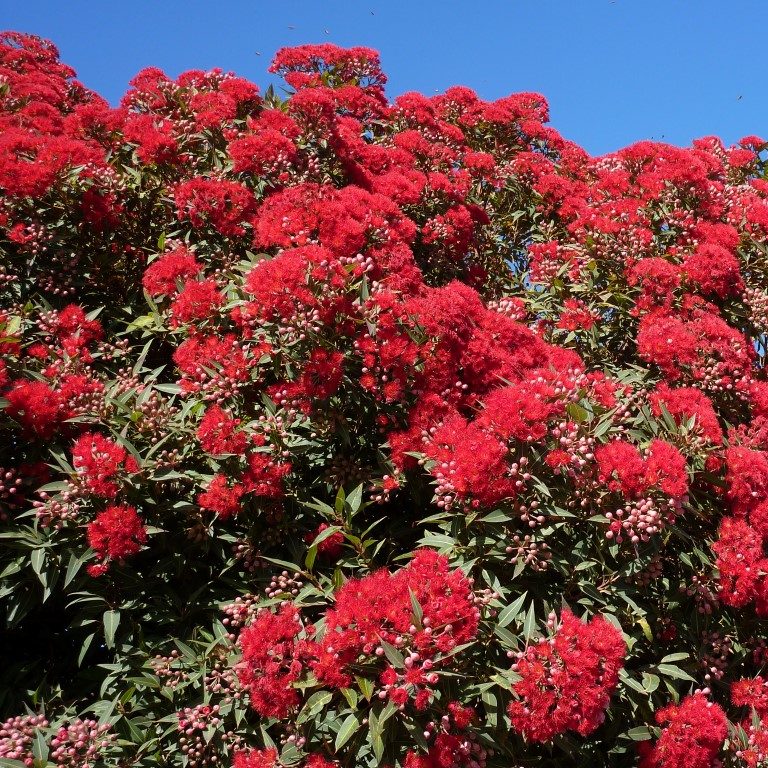 Corymbia ficifolia - WA Red Flowering Gum