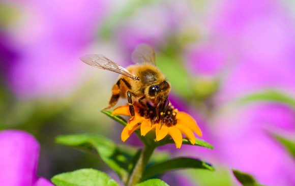 Honey Bee landing on flower