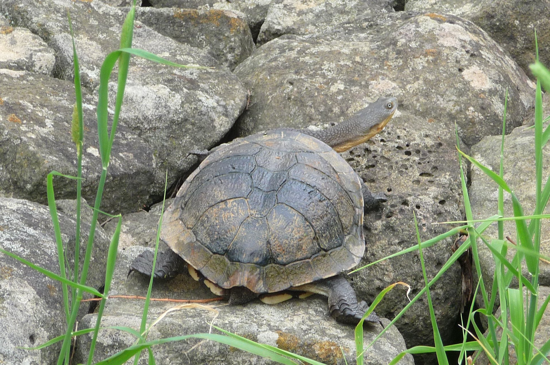 Turtles in trouble: looking out for the Eastern Long-neck