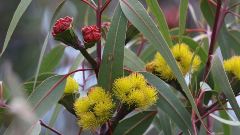 Eucalypt mythbusting: a comprehensive guide