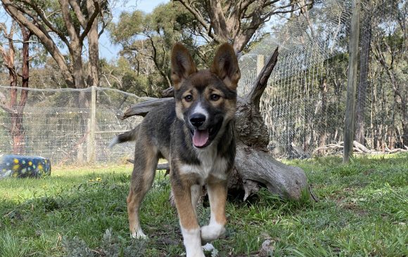 Sooty the dingo pup running at the sanctuary