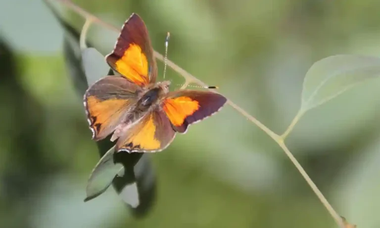 The ants keeping an endangered butterfly alive