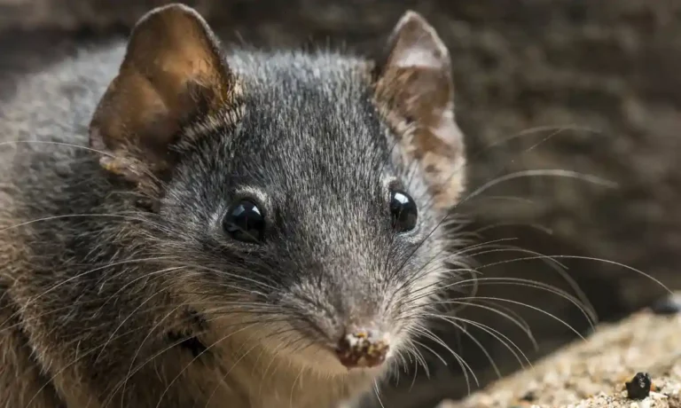 The weird, wonderful and ultimately exhausting life of the antechinus