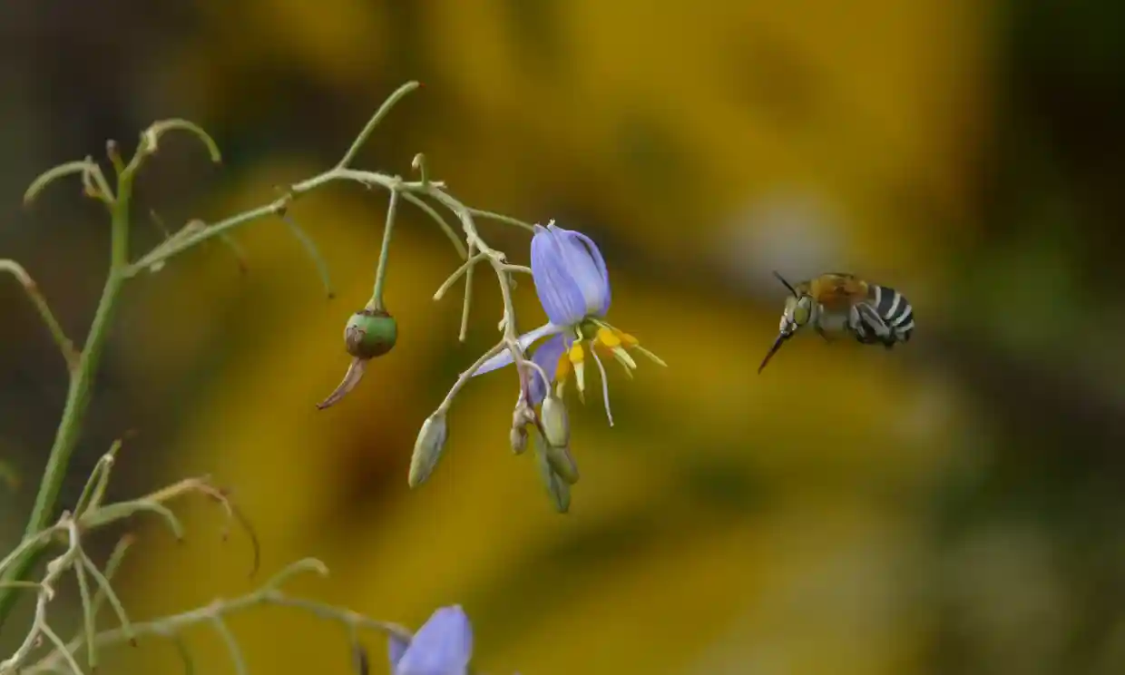 The mind-blowing life of the gateway bee 