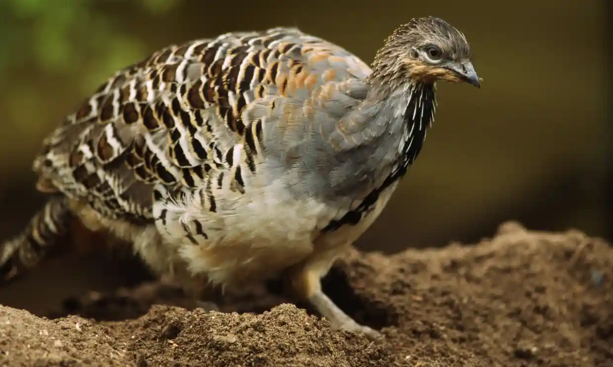 The tenacious bird abandoning its young in a giant thermal mound