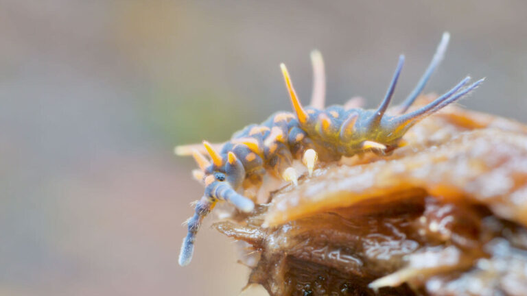 The scientist who dedicated her life to the mysterious springtail