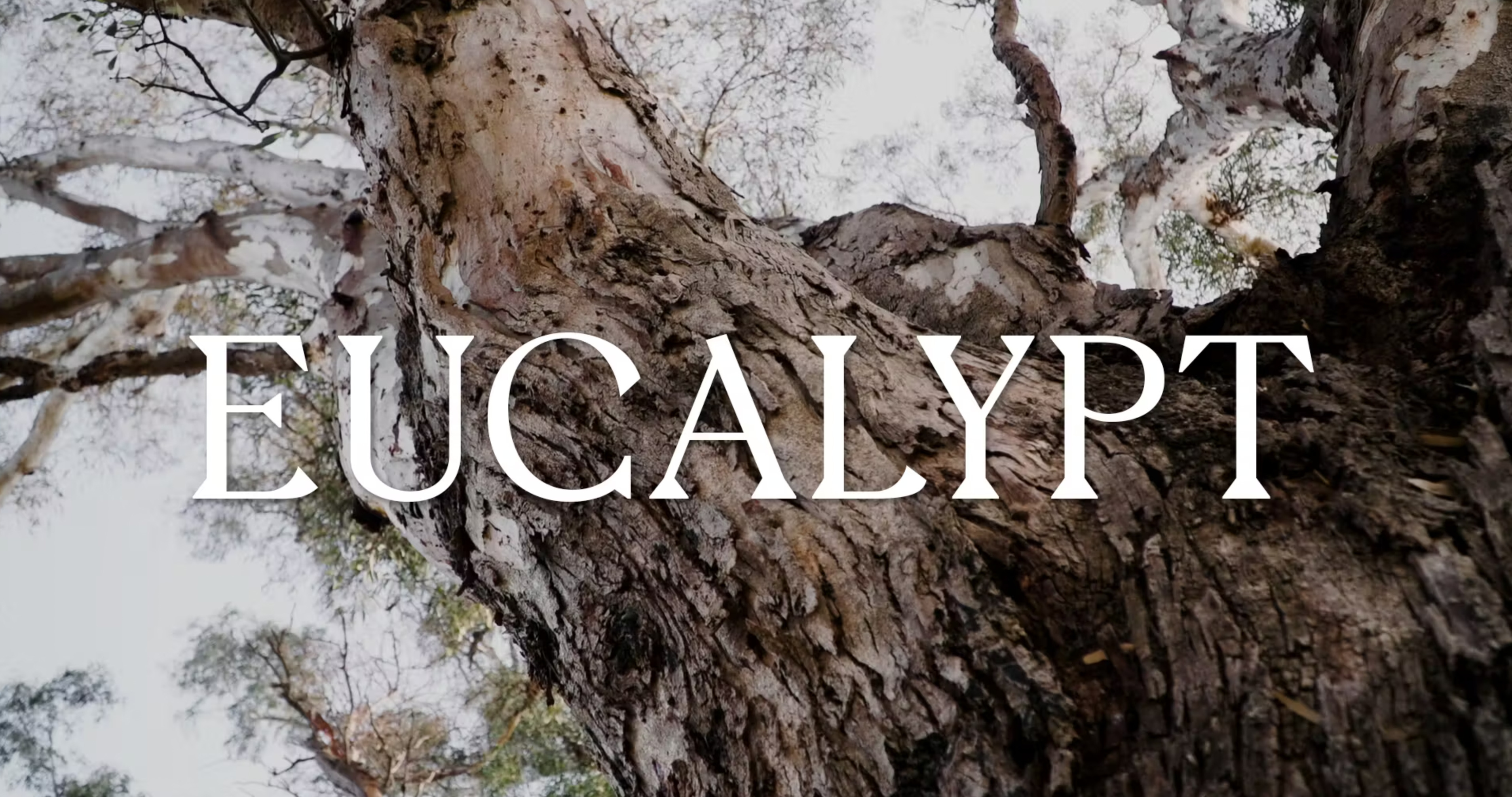 ‘Eucalypt’ – A documentary series