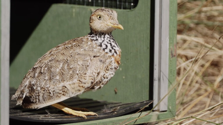 The Plains-Wanderer