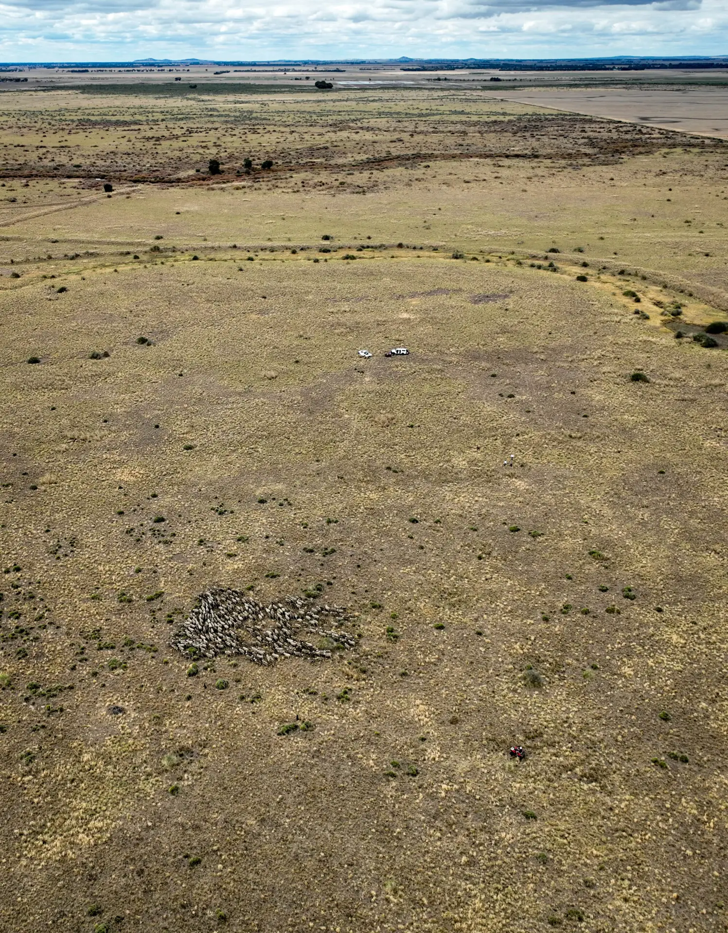Temperate Grasslands